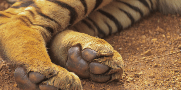 Herald Wildlife Crime.png