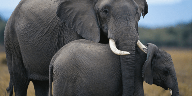 NZ role in ivory trade.png