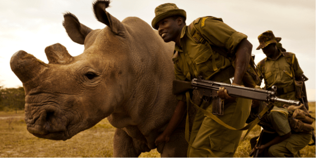 Rhino Trade Article