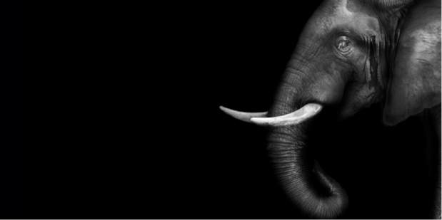 World Watching Trade ban