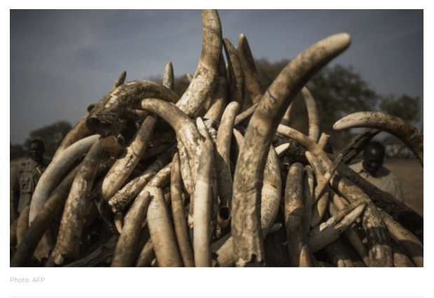 Ivory Radio NZ June 2019